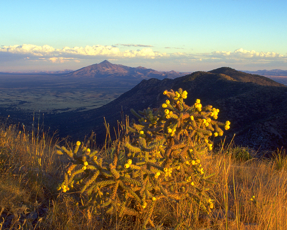Cholla, San Pedro River Valley, and Cerro San Jose