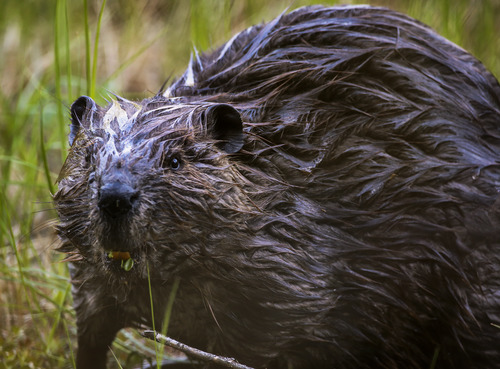 a damp beaver