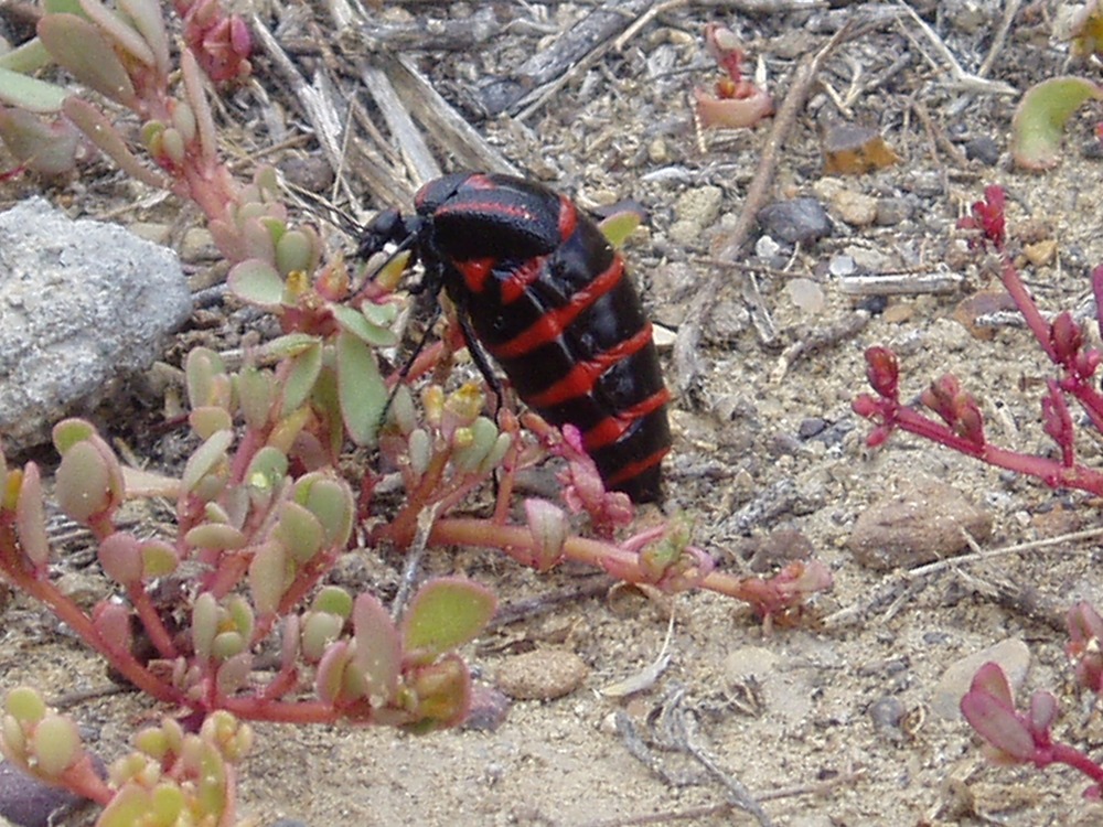 Insects