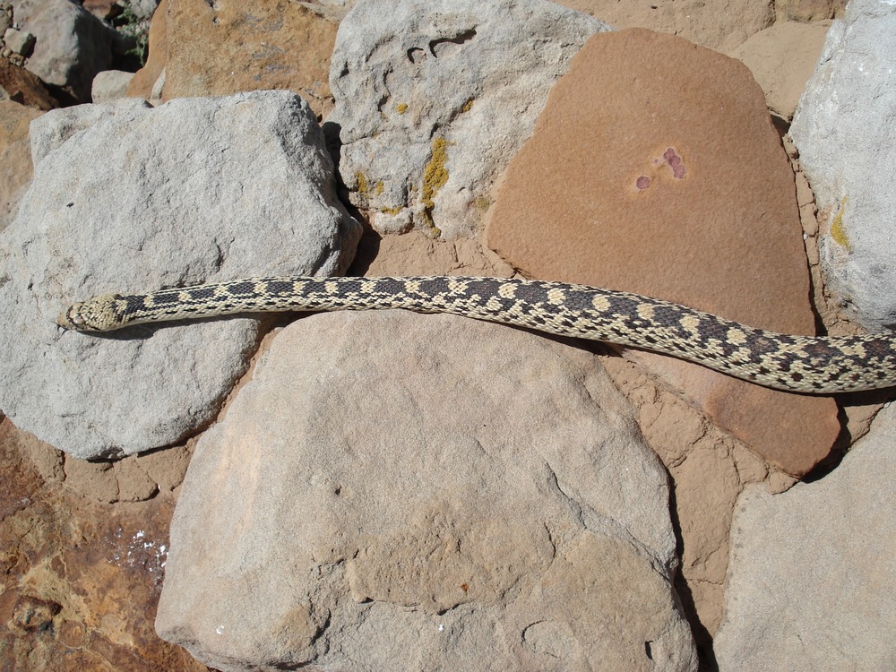 Reptiles & Amphibians