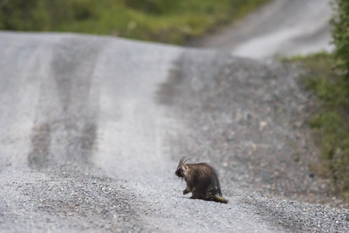 a porcupine sitting on the side of a gravel road