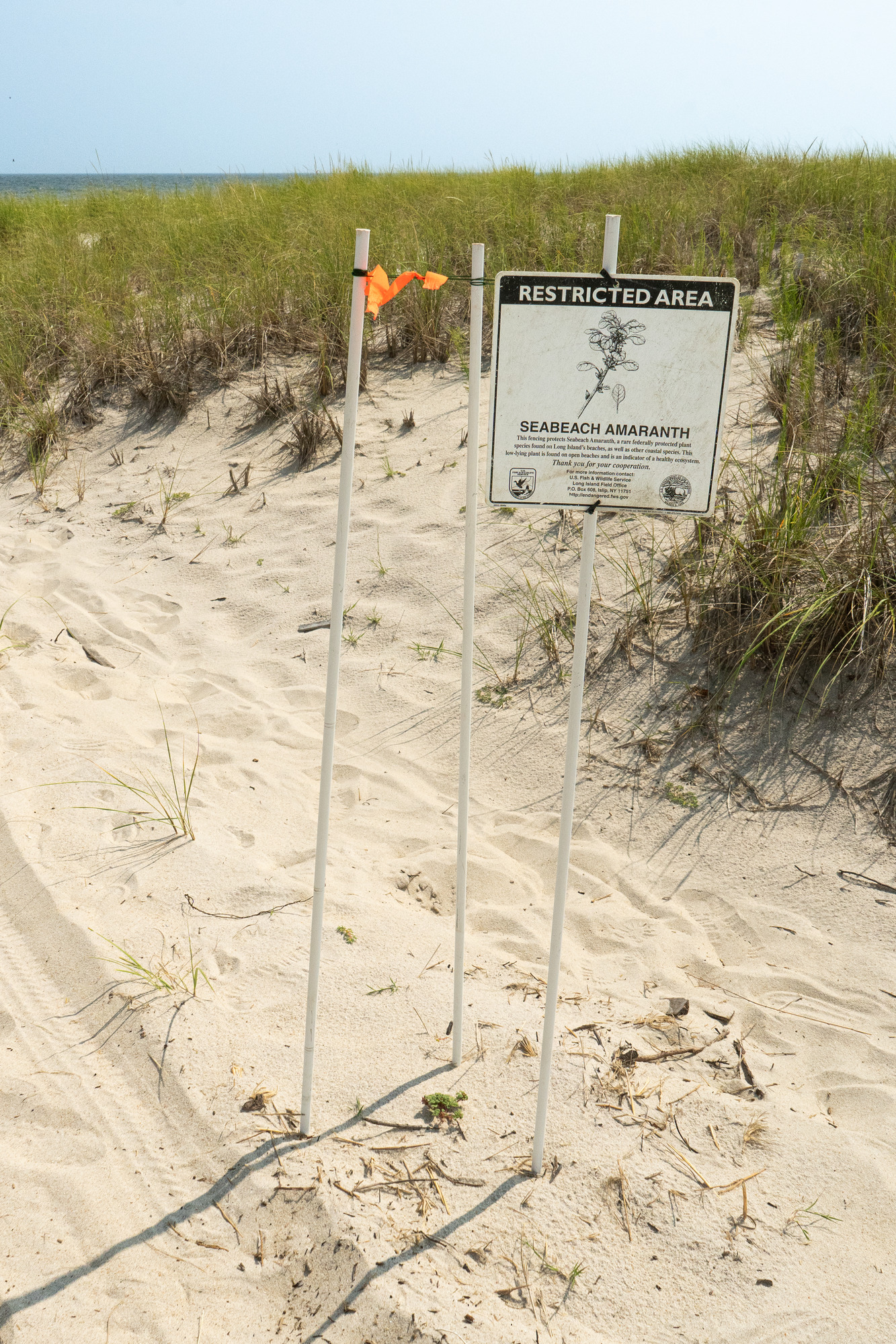 A sign reading "Restricted Area. Seabeach Amaranth" on a grouping of white poles stuck in a sandy road with a small green plant at the base.