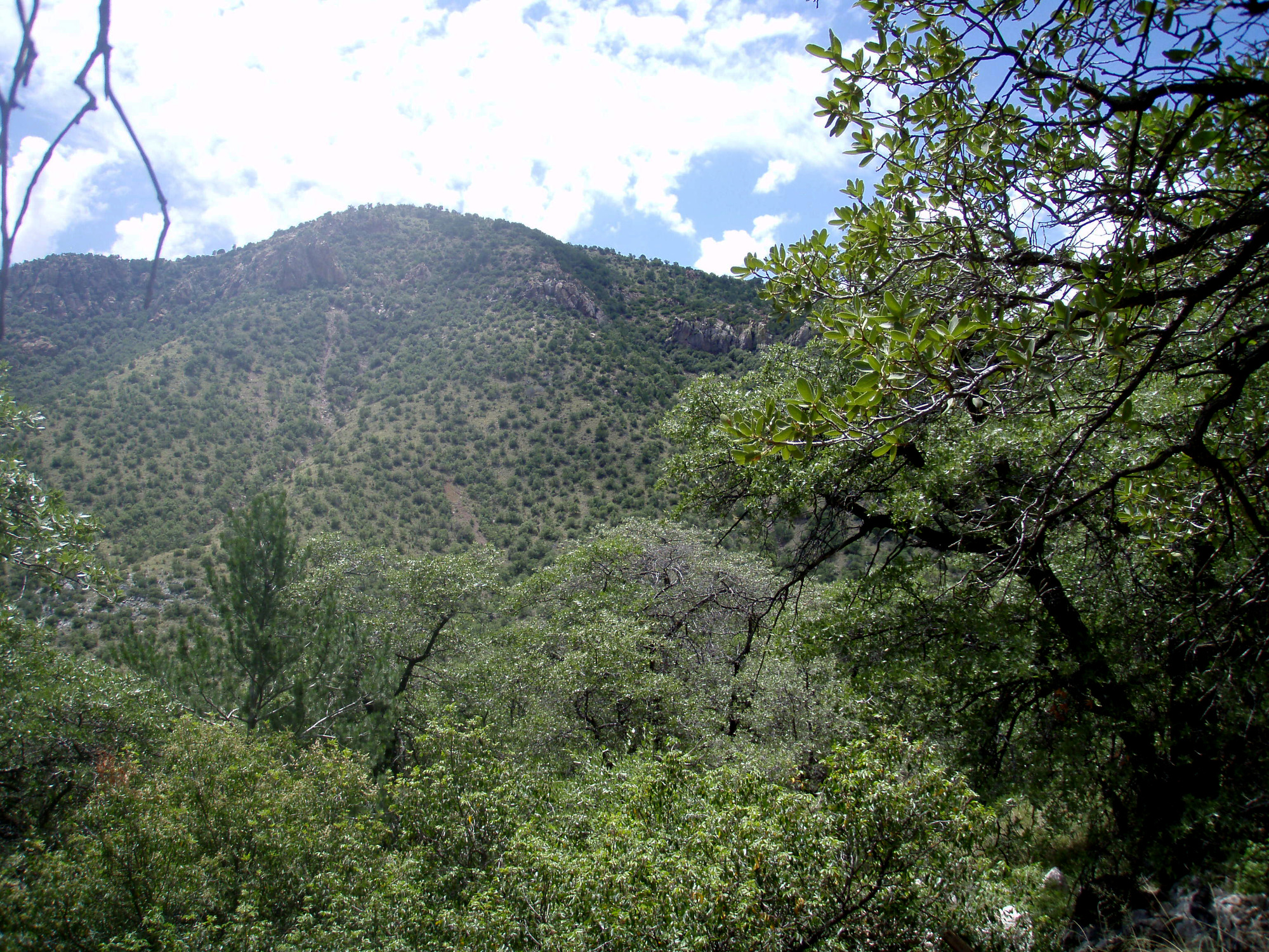 Thickly vegetated area of trees and shrubs, mountain rising in background