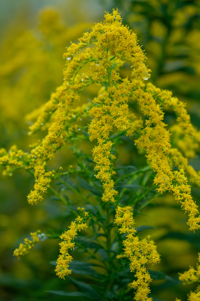 Goldenrod, a tall stalk with several tiers of yellow flowers.