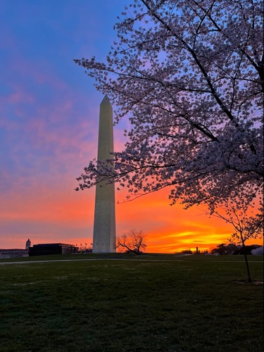 Tall obelisk monument near cherry blossoms in bloom at a colorful sunrise