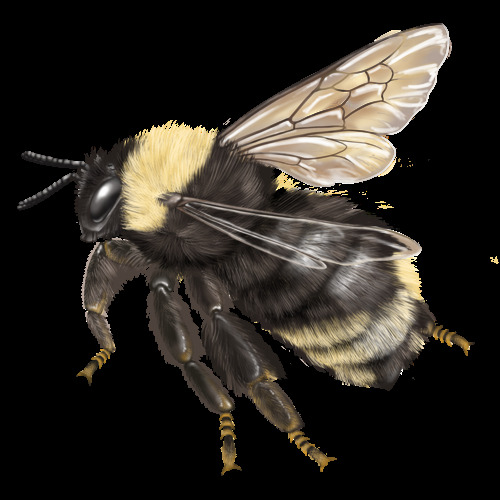 Lezbiyen va bumblebee