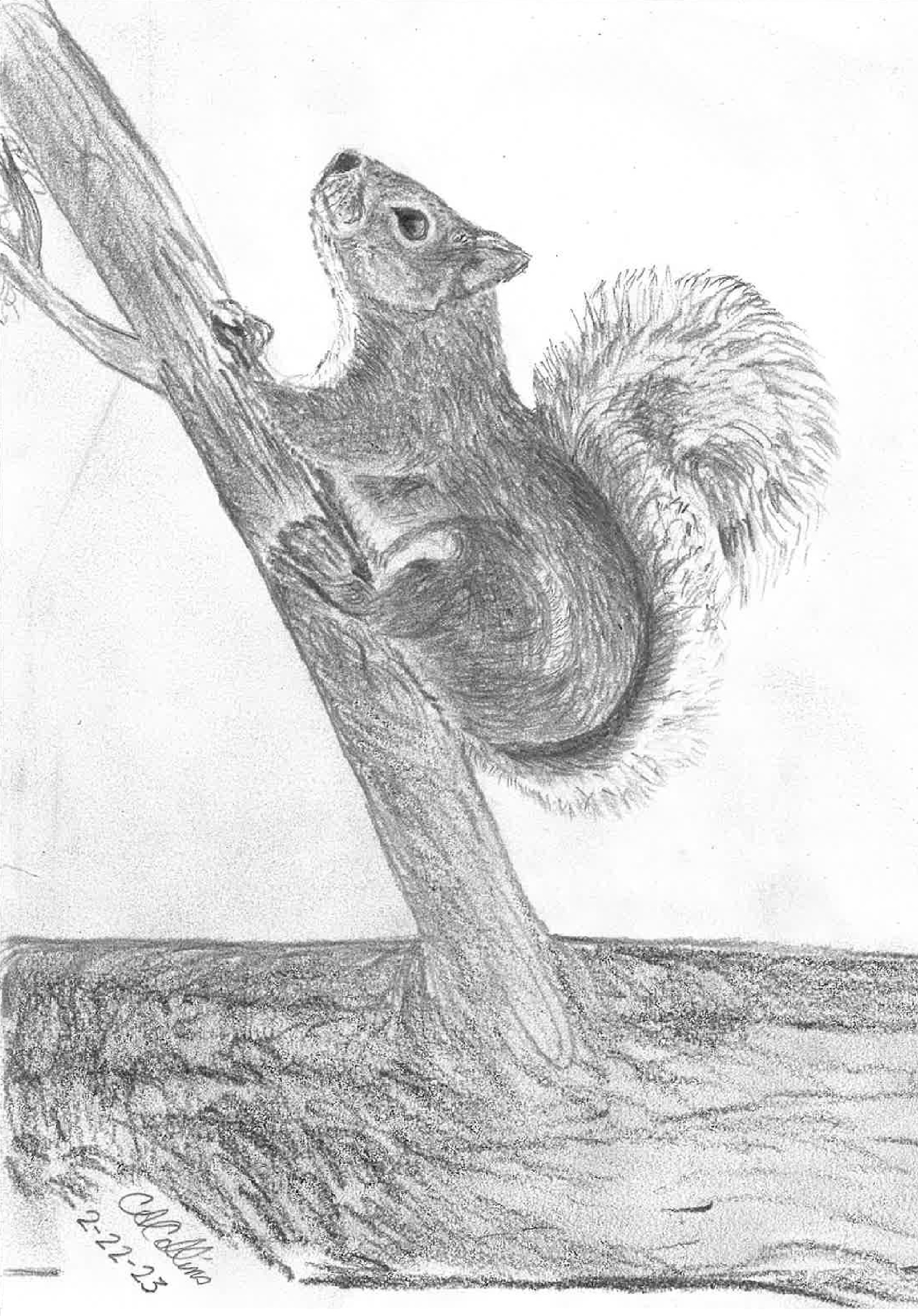How To Draw A Squirrel Climbing A Tree