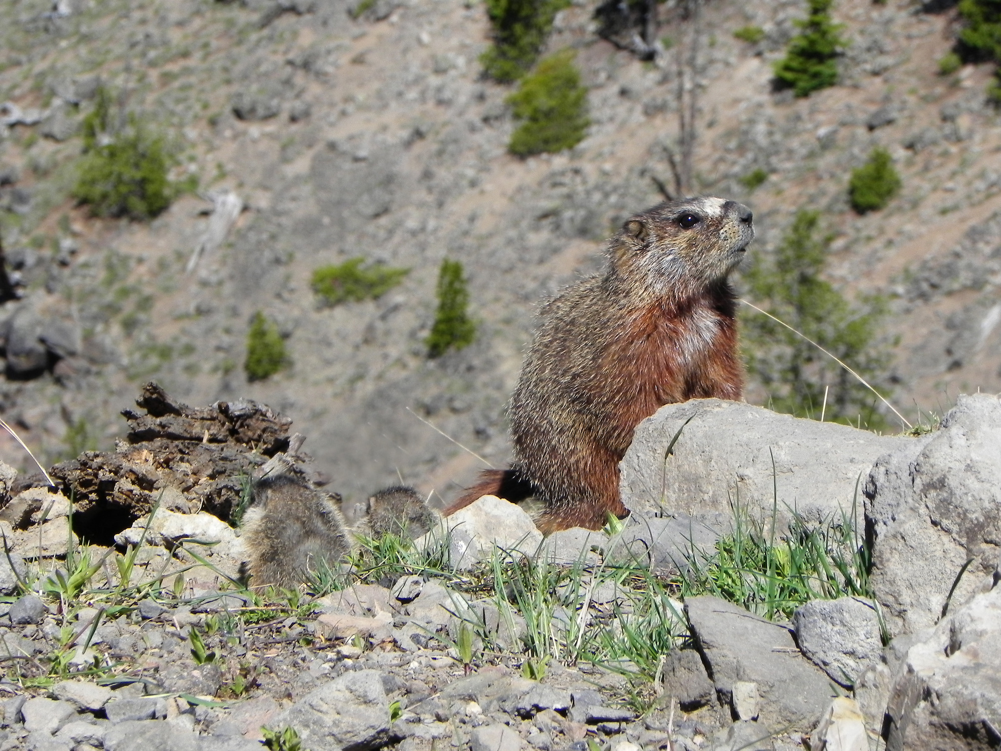 Test - Kluster – Plateau Marmots
