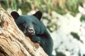 Black and Brown Bears