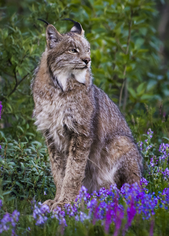 Дикие кошки в природе фото Research: Mid-Size Carnivores - Denali National Park & Preserve (U.S. National P