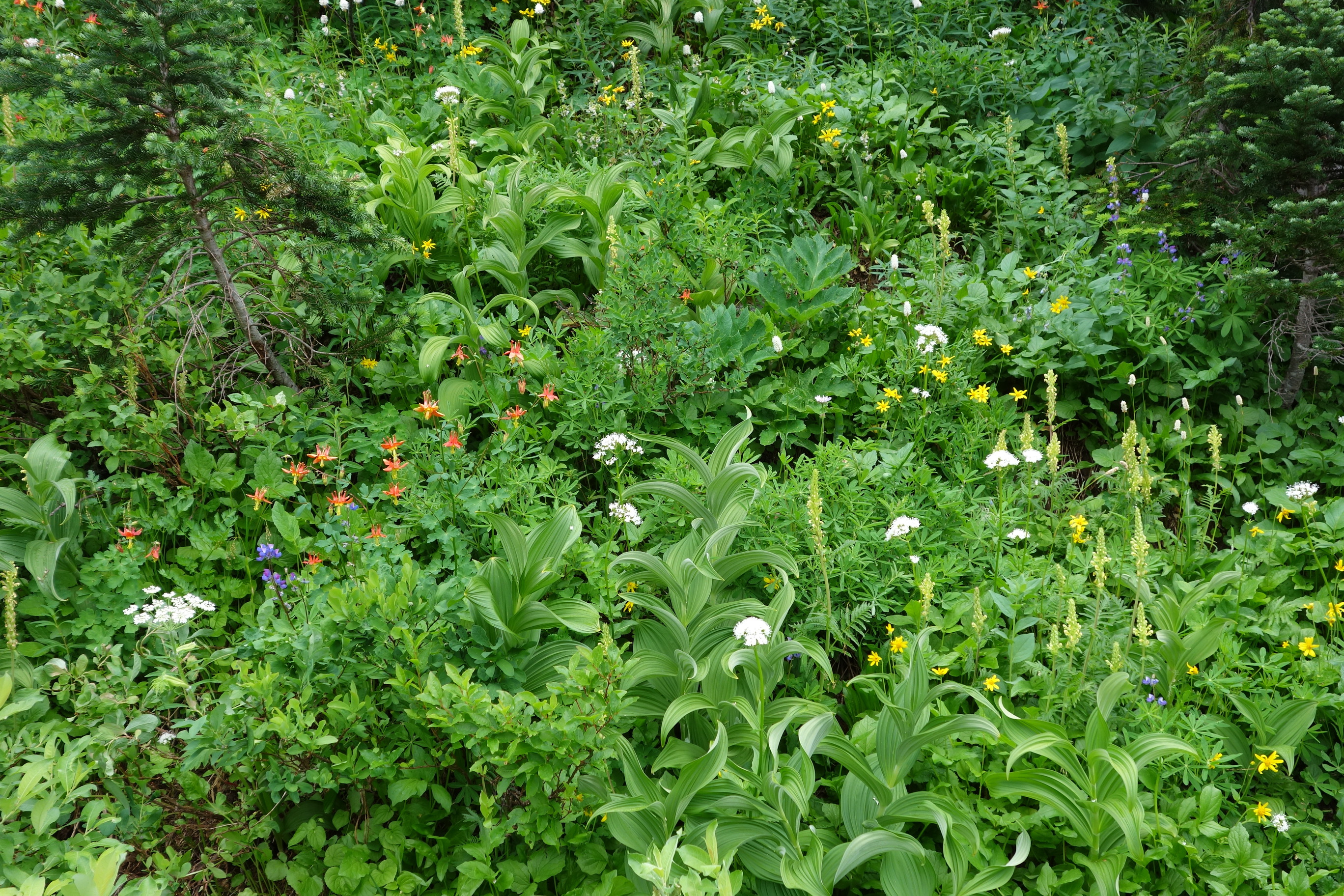 White to Green Wildflower Guide - Petrified Forest National Park (U.S.  National Park Service)