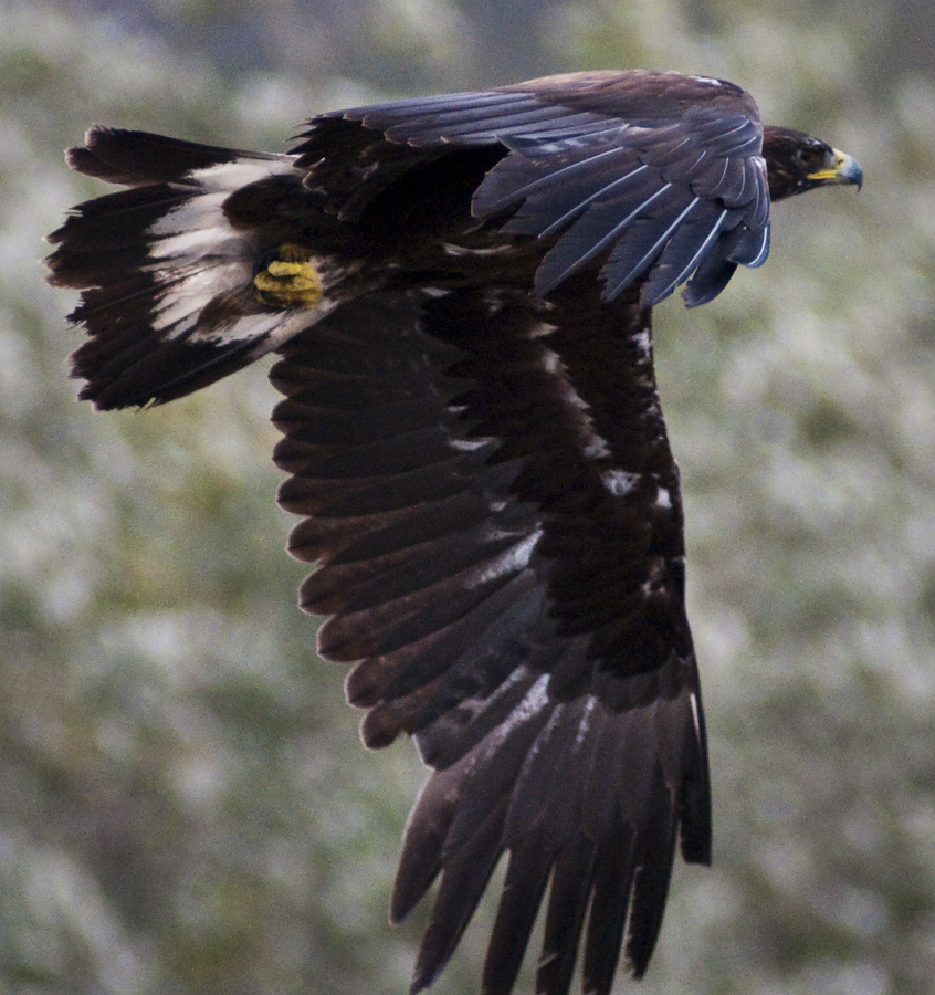Golden Eagle Denali National Park Preserve Us