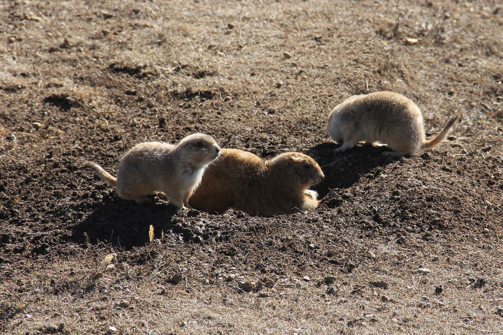 Prairie Dogs