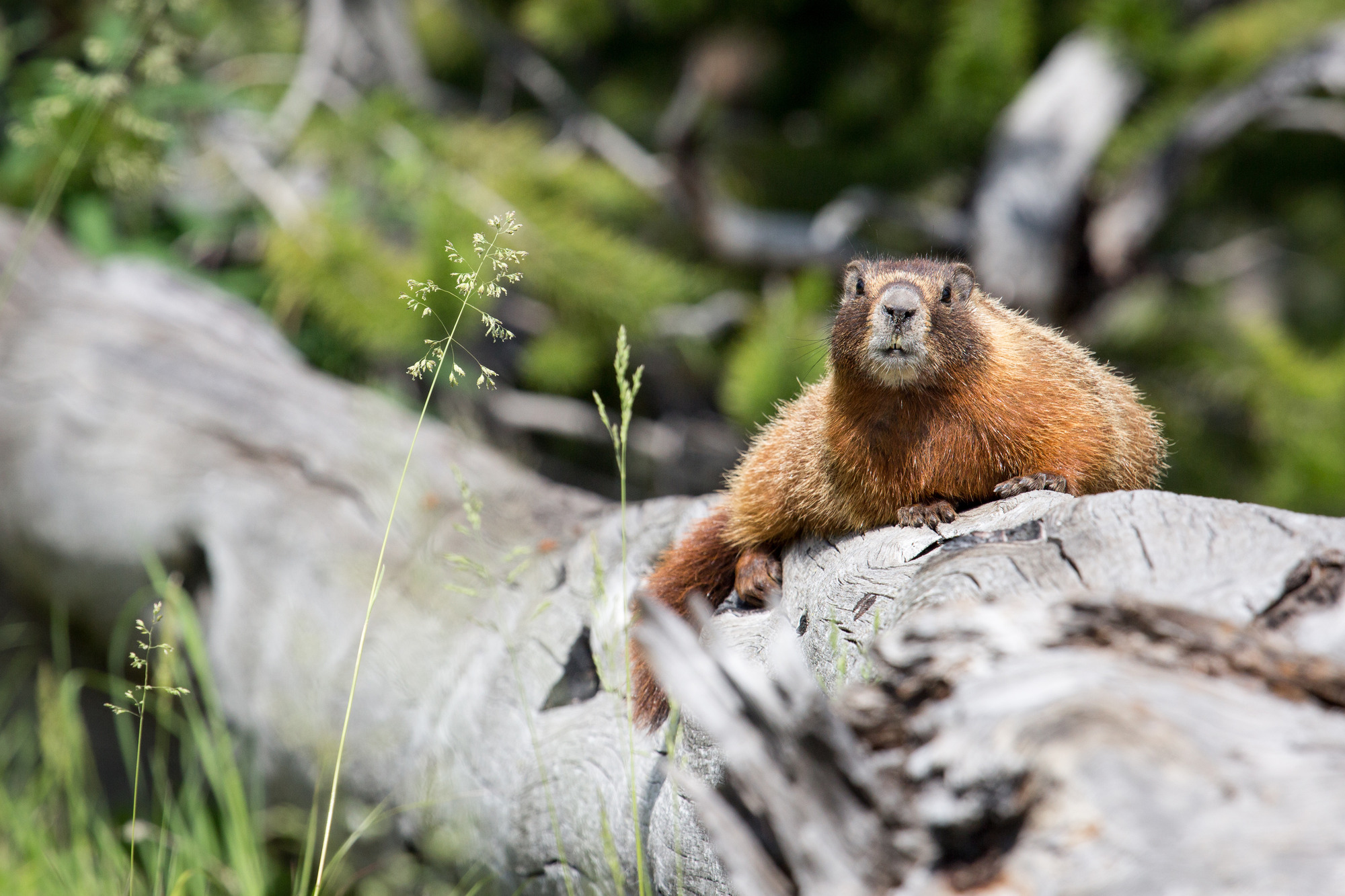 marmot yellow bellied