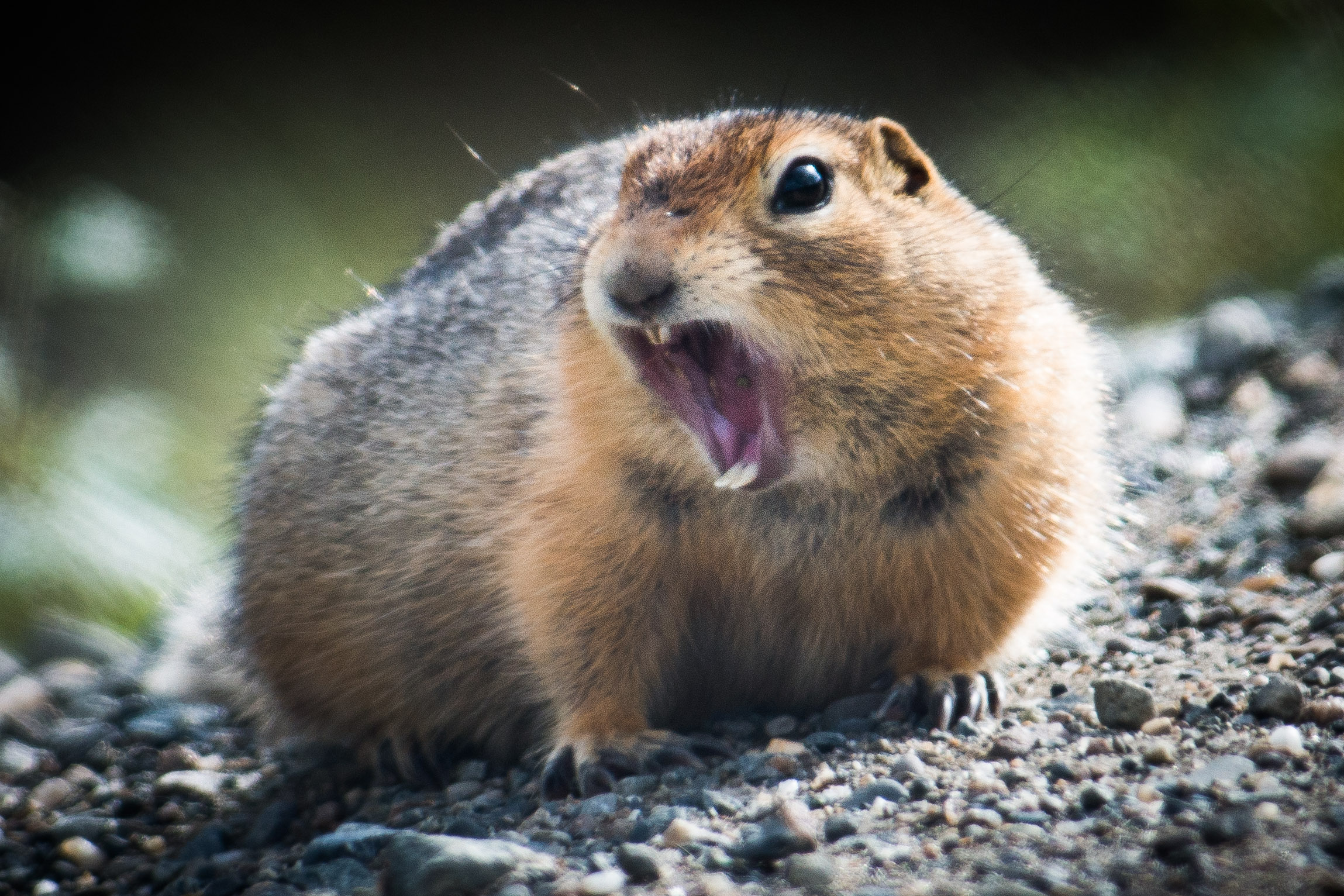 types of squirrels