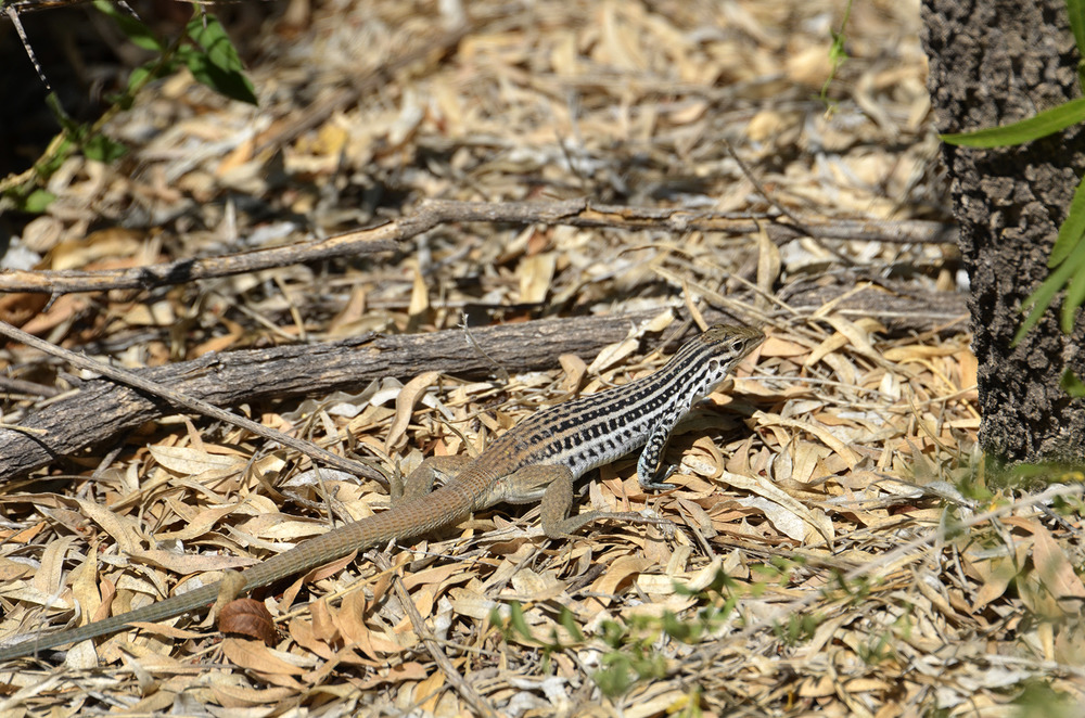 Reptiles