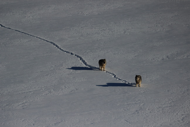 Two Wolves travel in a single-file line across ice and snow in winter.