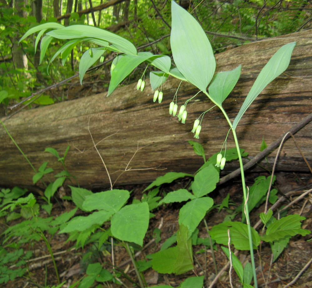 Resultado de imagem para Polygonatum spp.