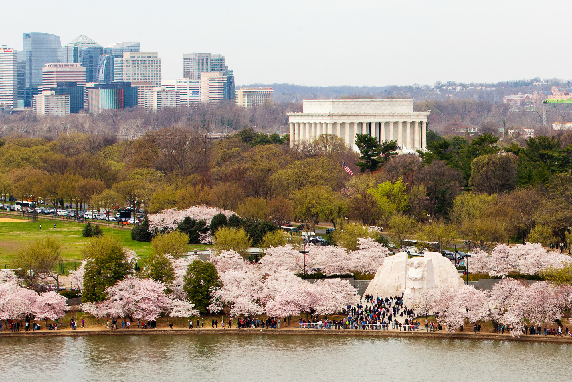 Cherry Blossom Trees in Bloom - Aerials 
