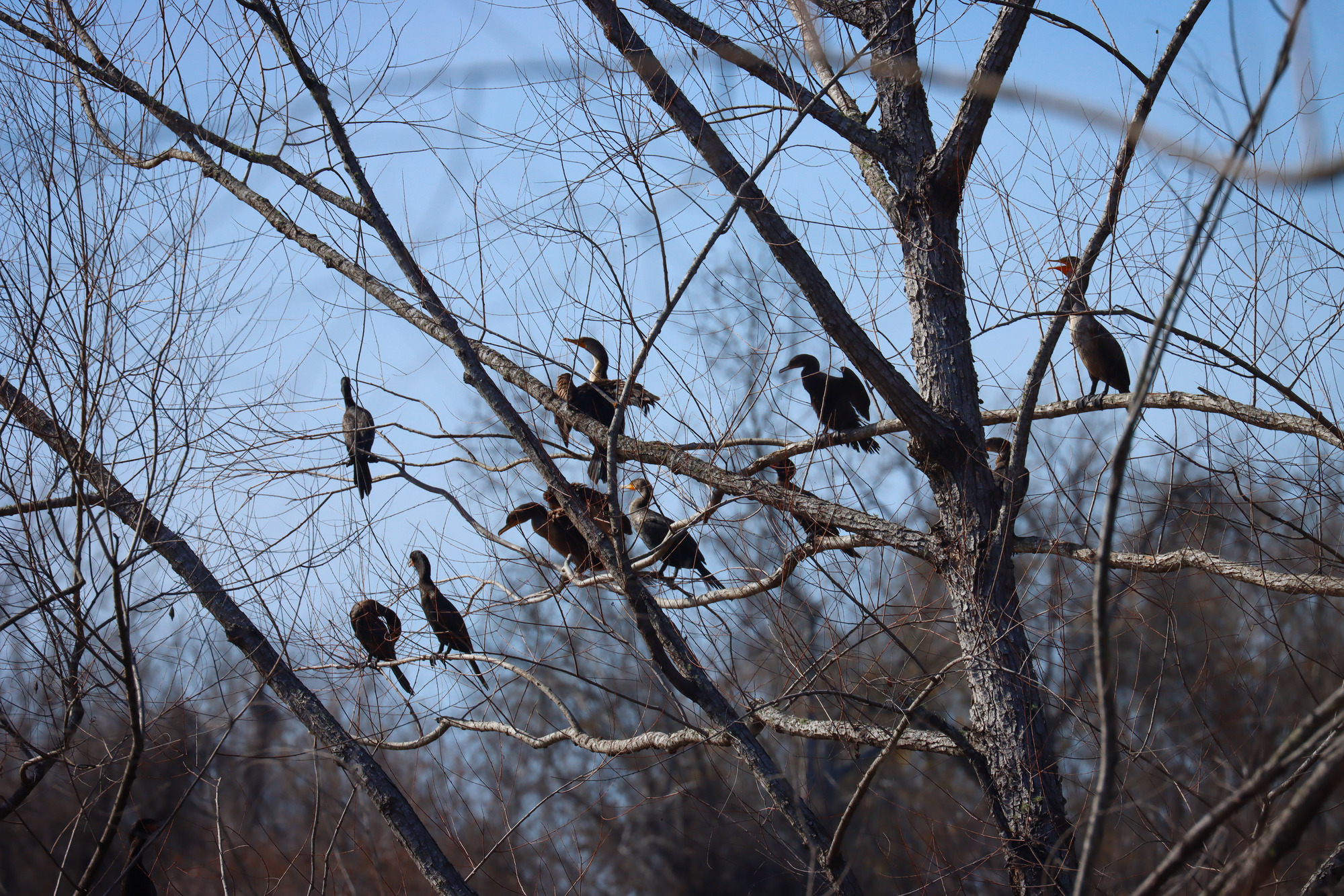 Birdwatchers Trail