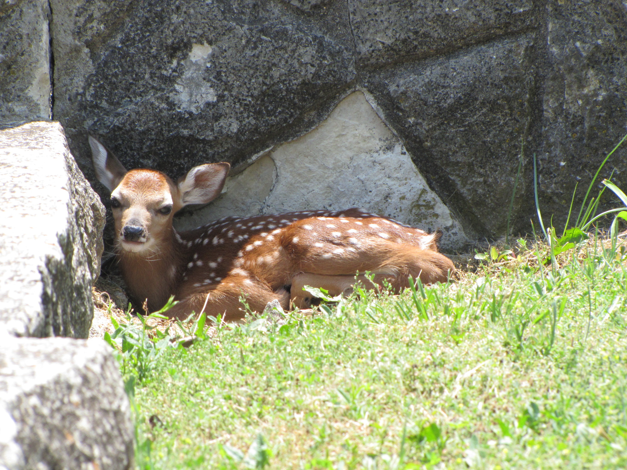 Mammals of the Preserve