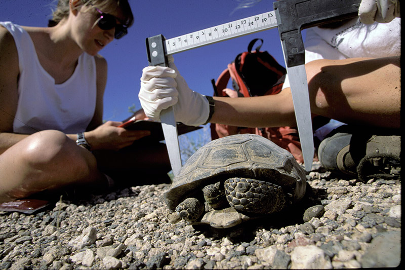 Desert Tortoise Monitoring Gallery