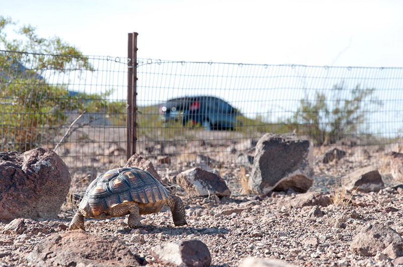 Lake Mead National Recreation Area Token with Tortoise Turtle 