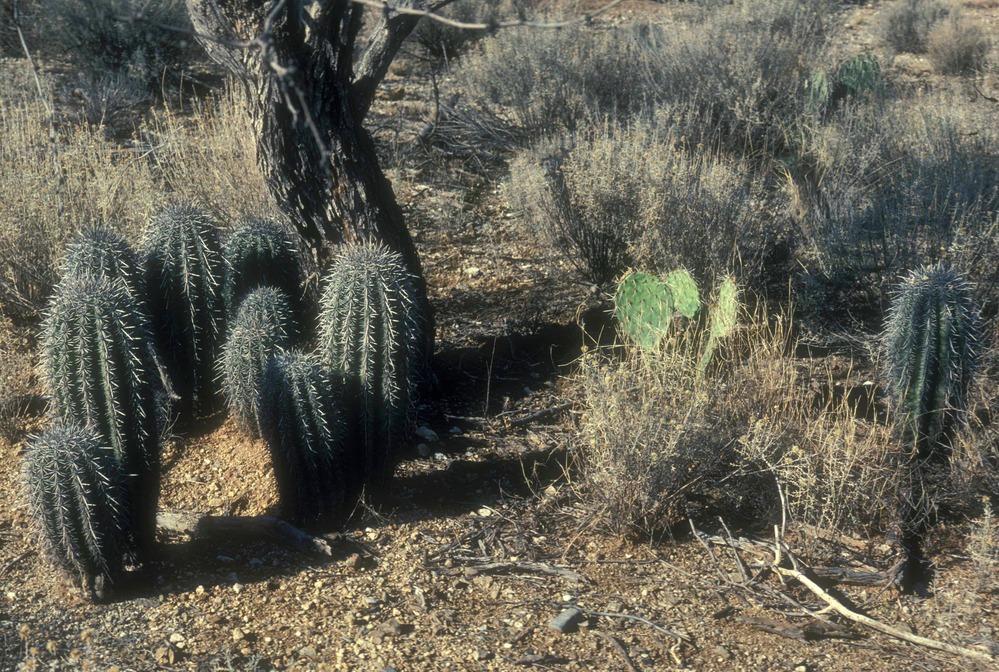 Saguaros begin life in the shade of a mesquite nurse tree. How many can you count?