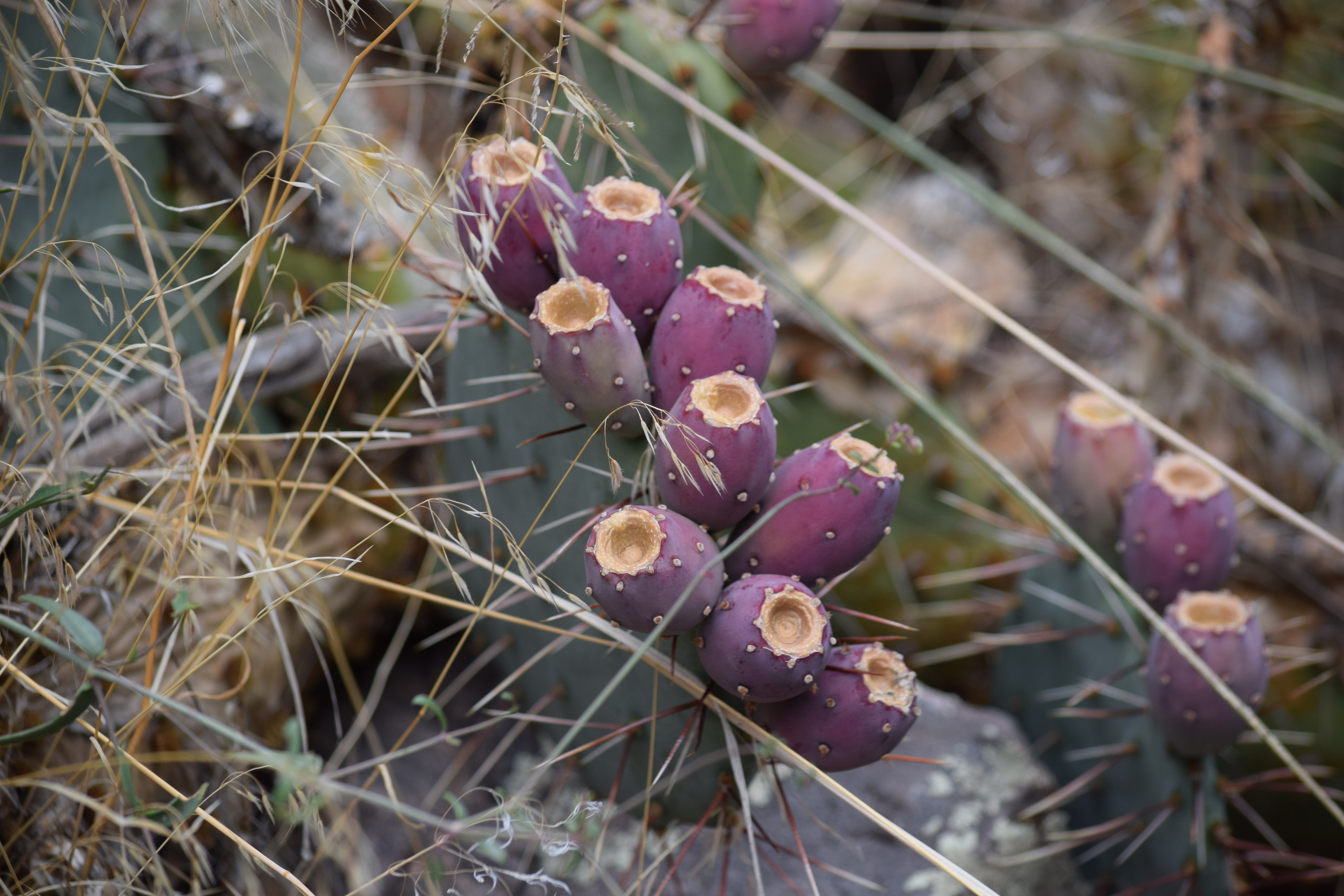 Photo (U.S. National Park Service)