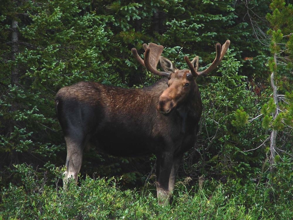 Moose in Rocky Mountain National Park. Photo by Karen Battle-Sanborn, NPS.