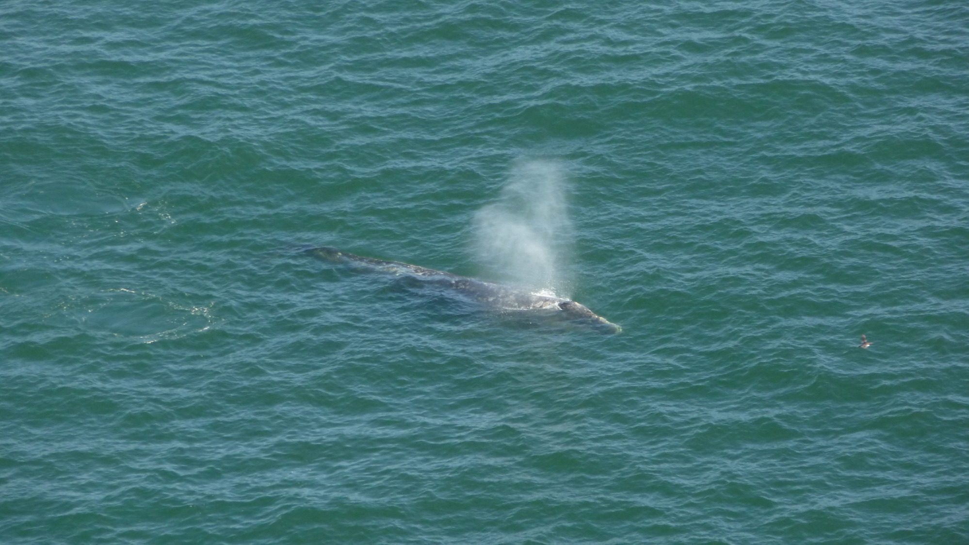 Gray Whales