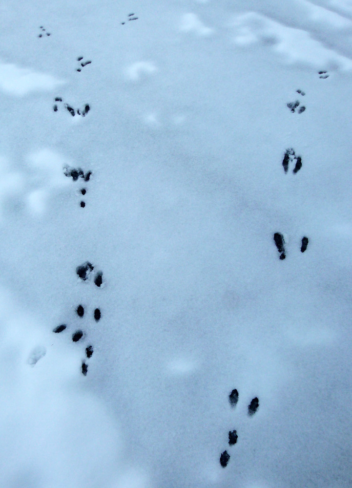 Cottontail Rabbit Tracks
