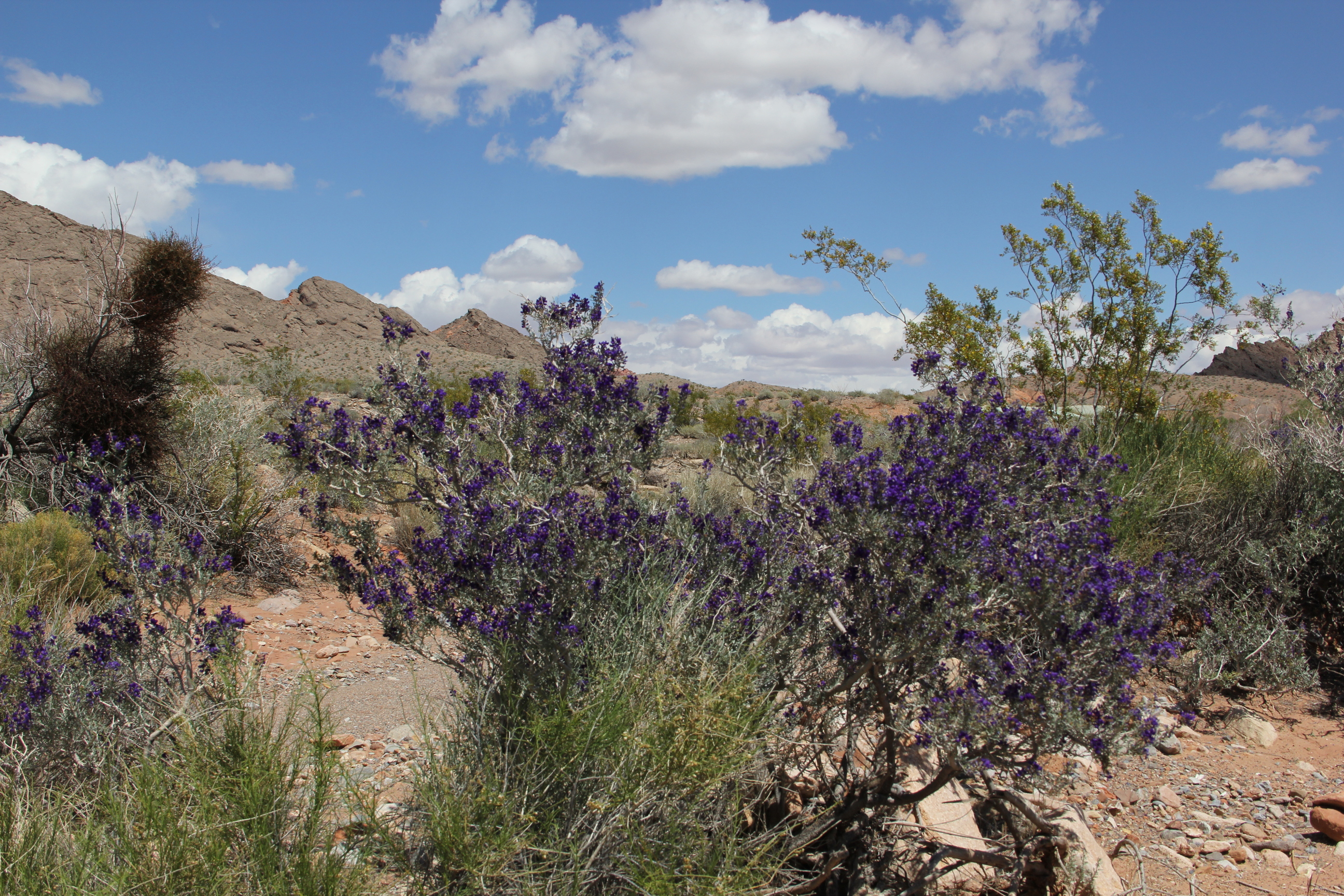 Deserts of Lake Mead