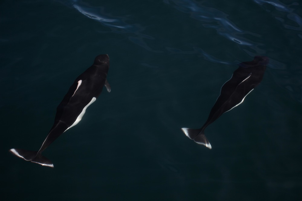 Dall's Porpoise