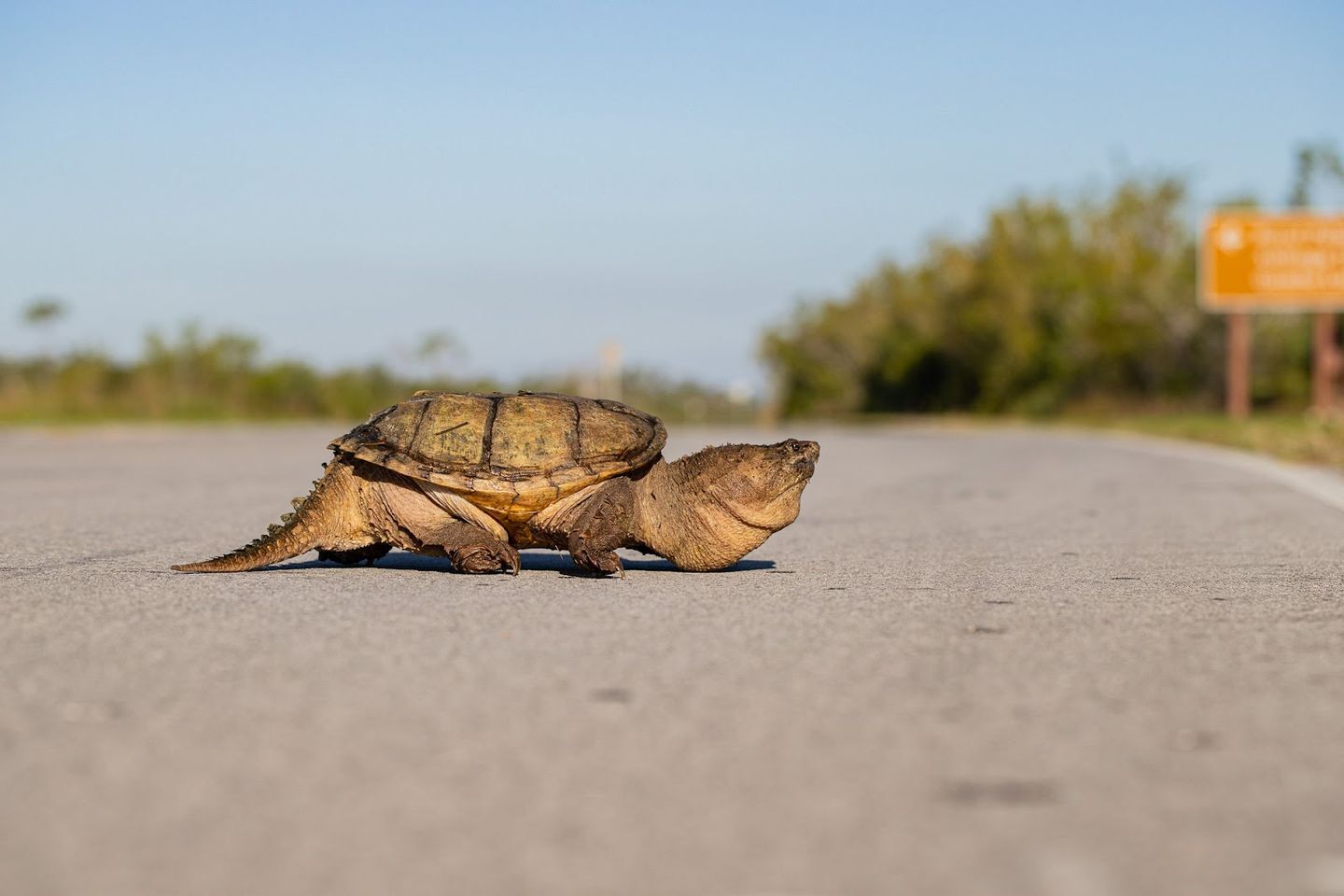 Turtles of Gettysburg National Military Park