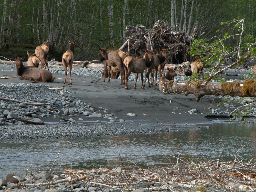 Roosevelt Elk - Olympic National Park (U.S. National Park Service)