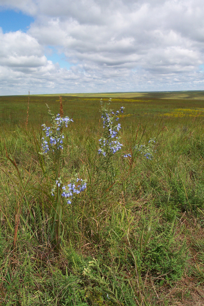 Fall wildflowers among the tallgrass prairie