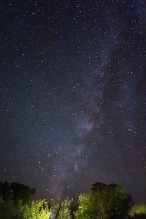 A midnight blue sky of many stars sprawls above the greenery of a national park.