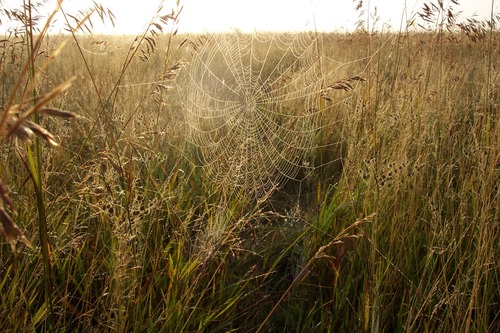 Spider web on an autumn morning