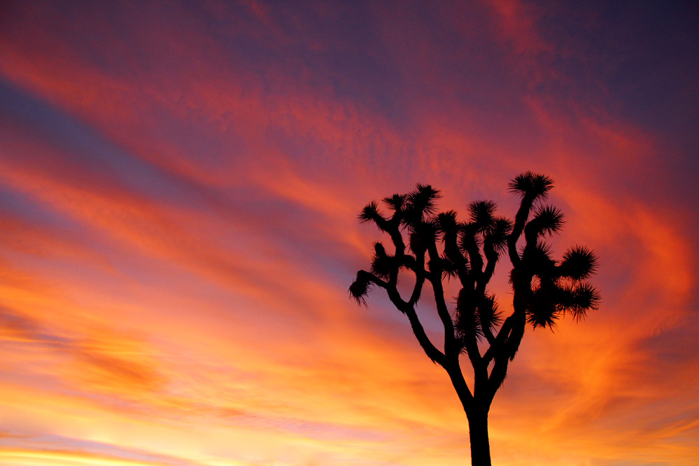 a lone Joshua tree is silhouetted against a flame-colored sky