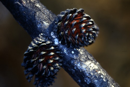 Bishop Pine Cones: Bishop pine trees have resin-sealed 
