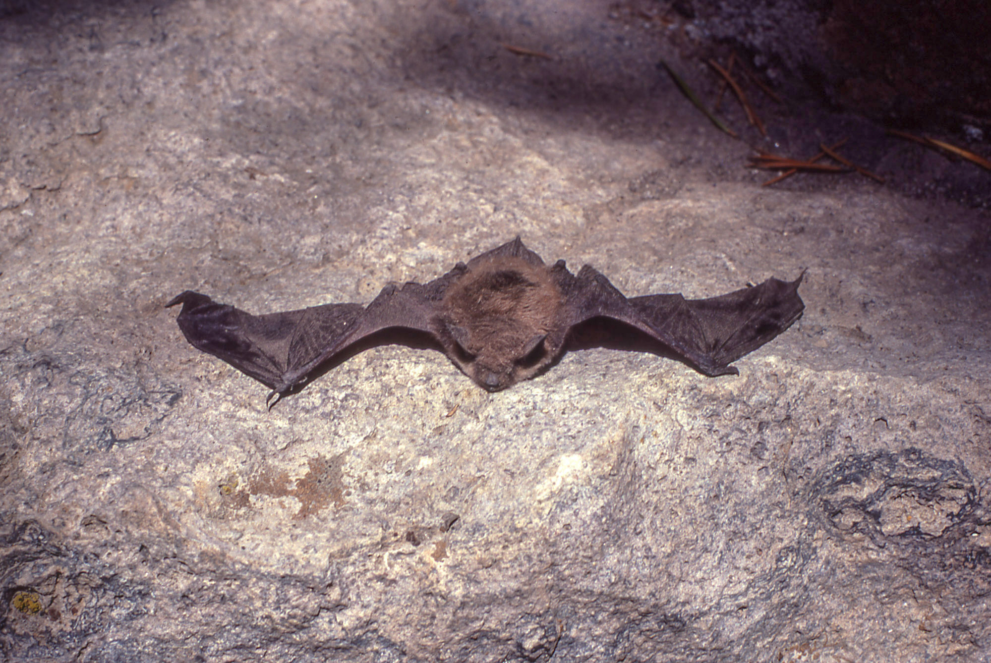 Bats