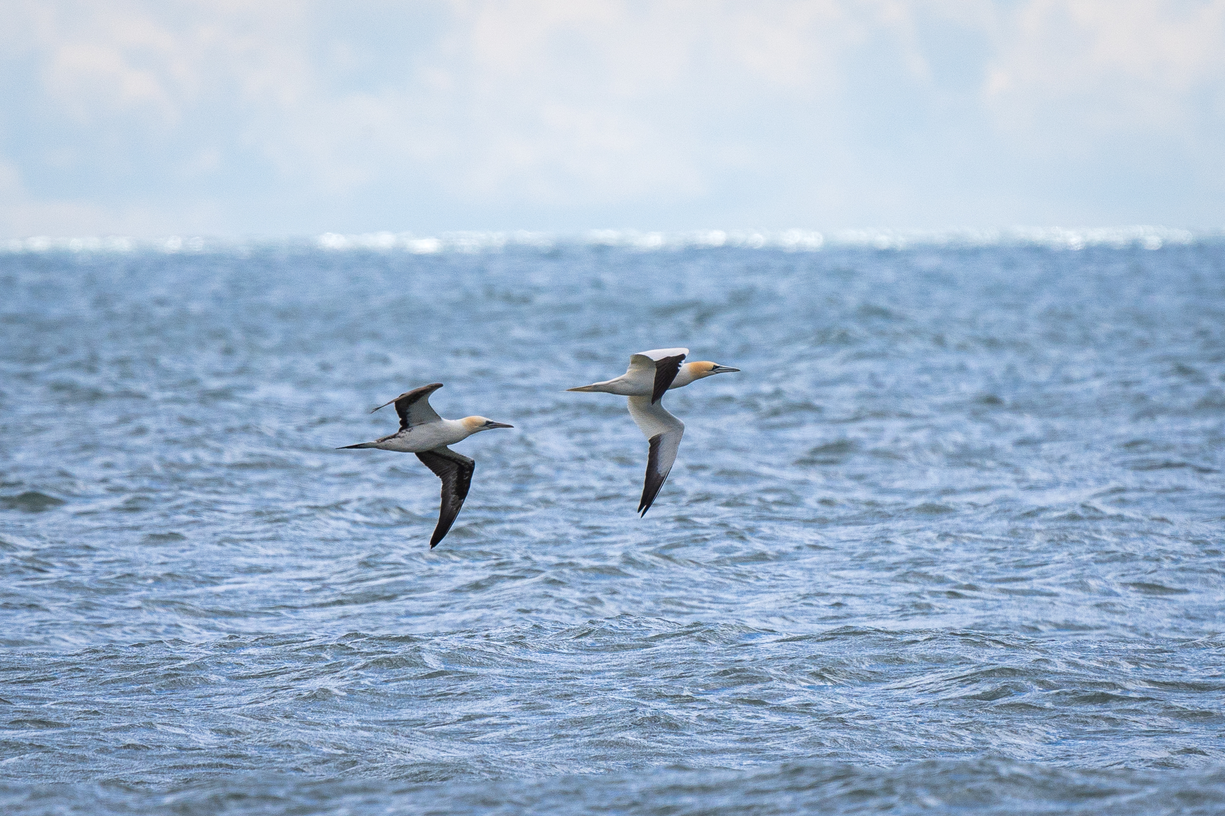 Two seabirds with black and white wings flying over choppy water.