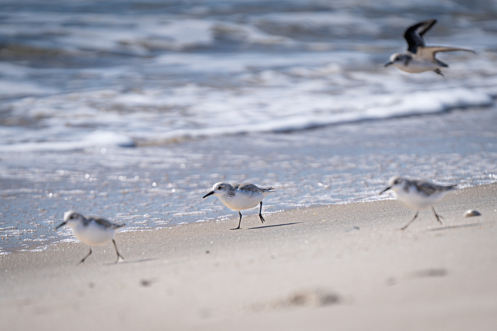 Three birds in motion on a sandy beach with waves washing in the background. A fourth bird is in flight above them.
