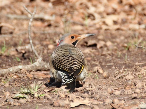 The northern flicker looks back over its shoulder. Its back is brown with black stripes, on the edges of the folded in wings are yellow lines. 