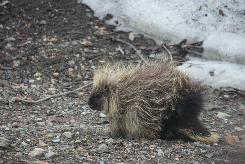 A porcupine by a snow patch
