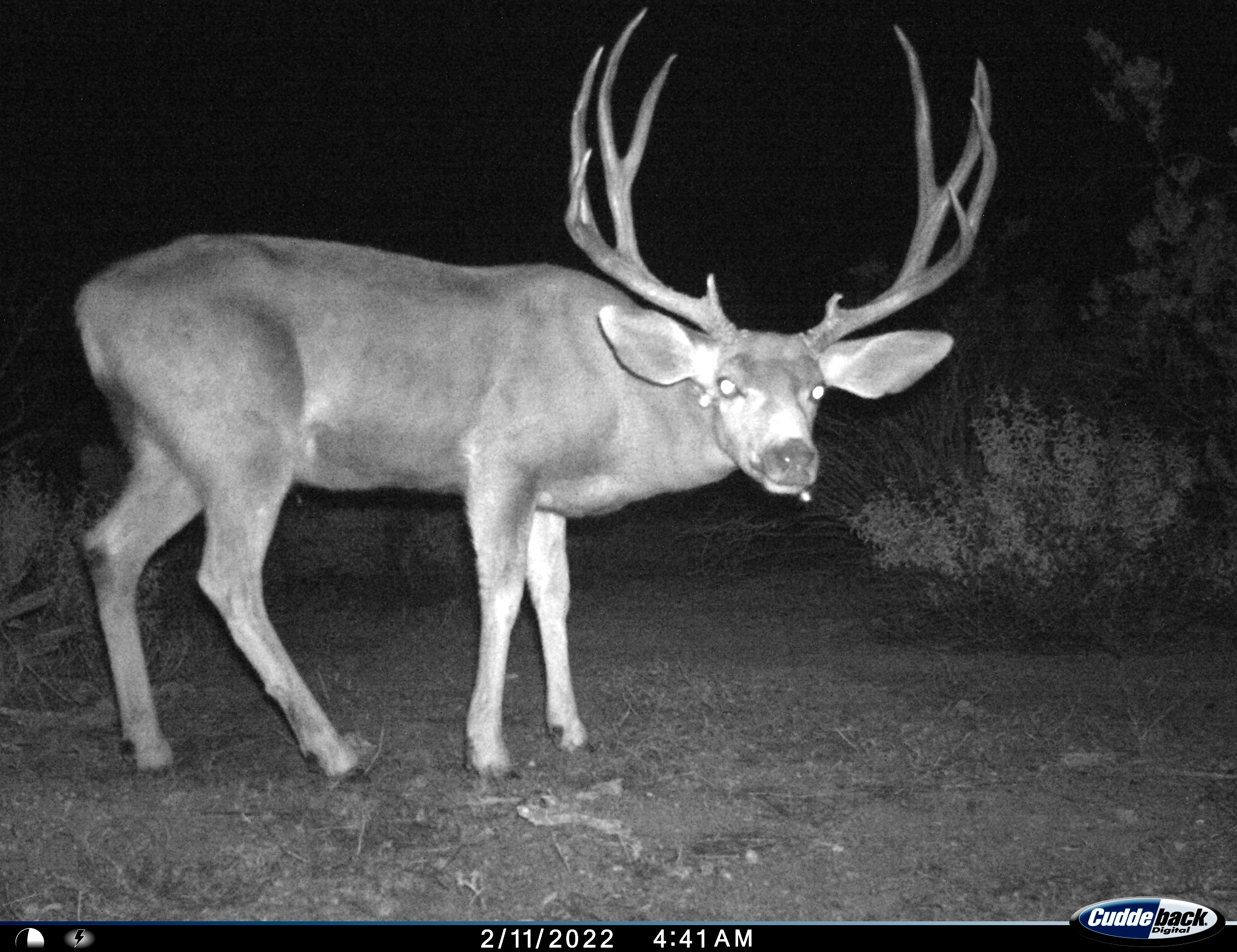 Nighttime wildlife camera discount