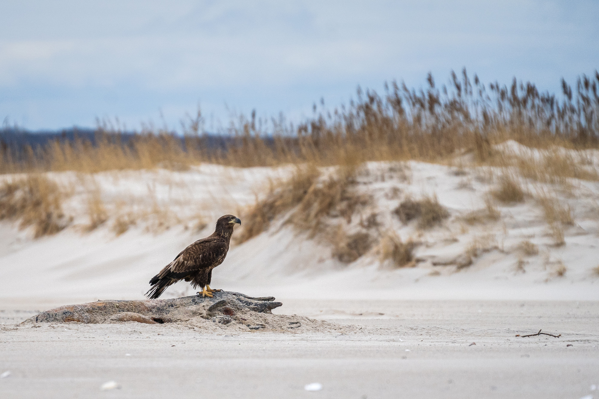 A dark brown eagle perches on a sandy dolphin carcass on a beach with dunes in the background.