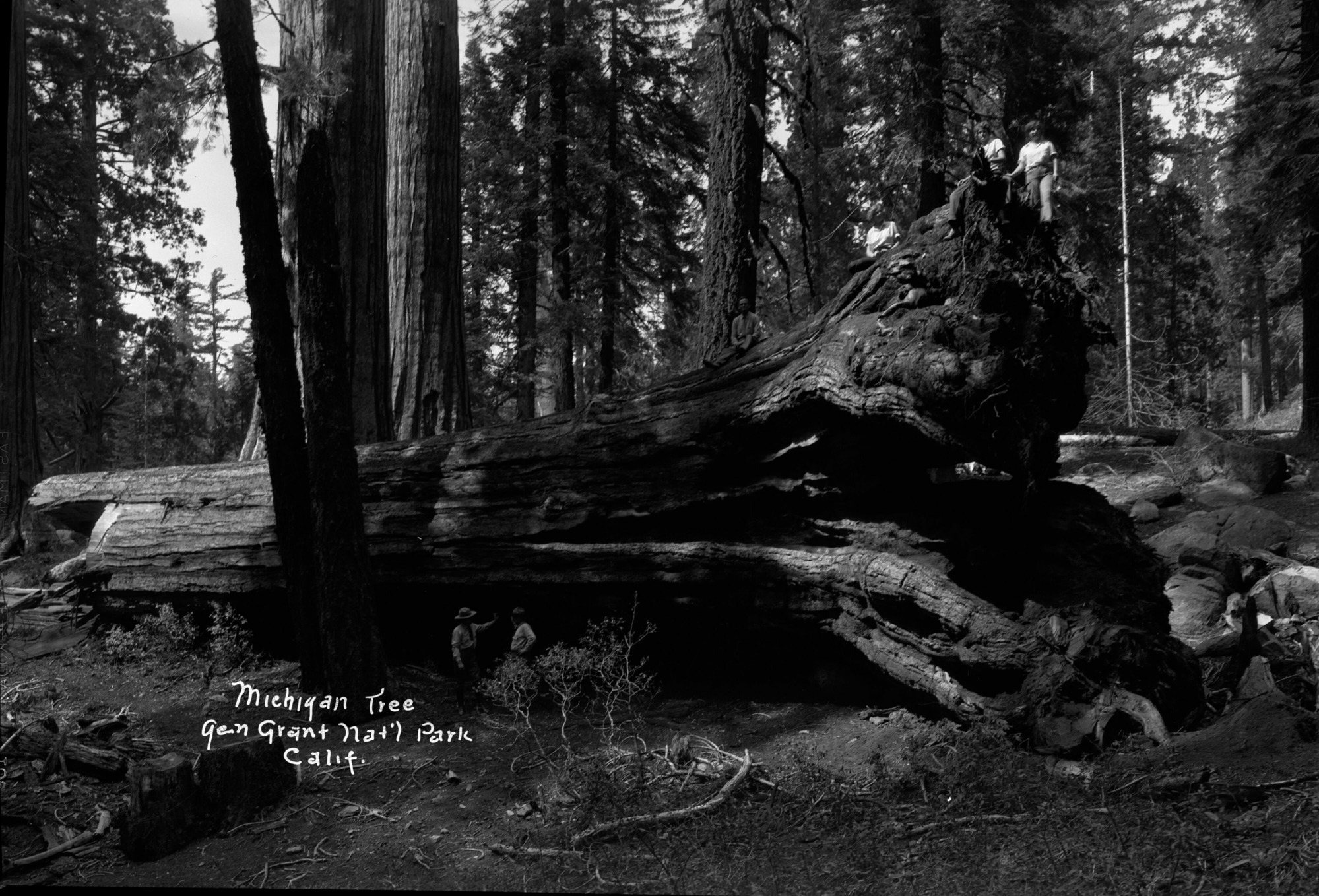 SEKI Roberts Collection Series: 2 Negatives; 13 Sequoias