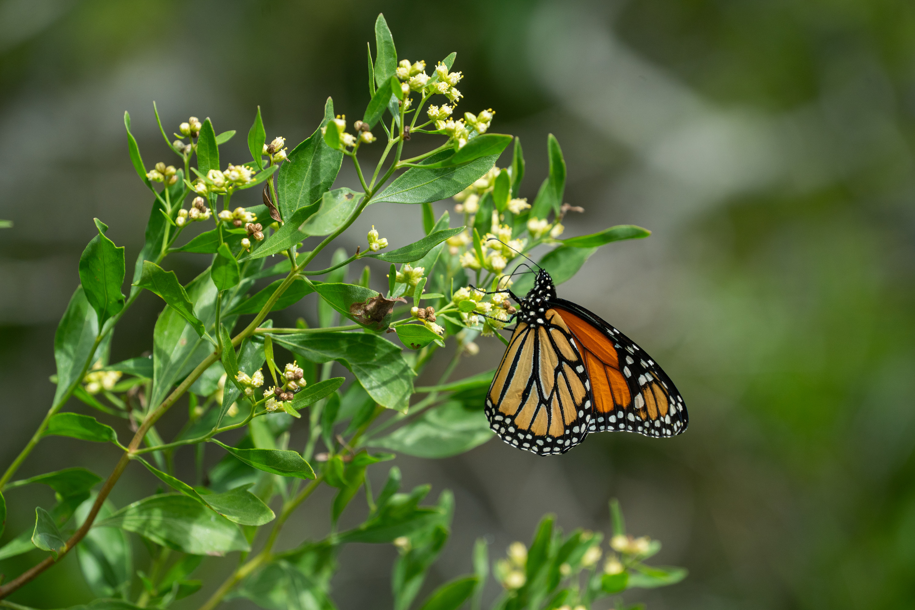 A butterfly with orange and black markings with white spots feeds on pale yellow flowers on green vegetation.